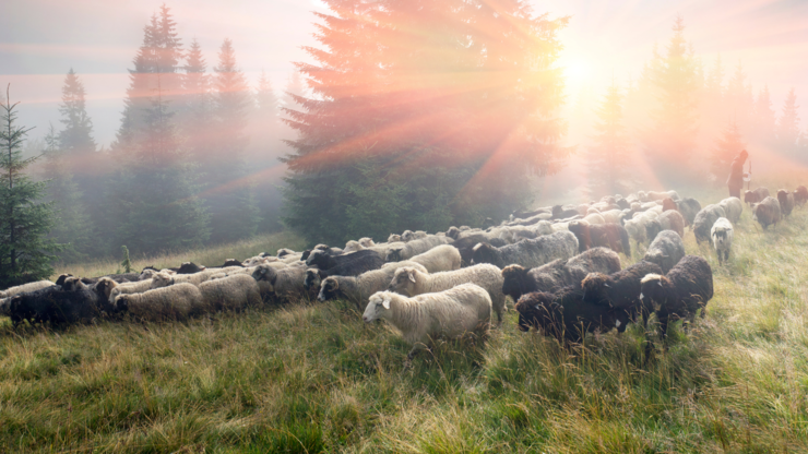 High in the mountains shepherds graze cattle among the panorama of wild forests and fields of the Carpathians. After the rain is a beautiful mist at dawn. Sheep provide wool and milk, meat