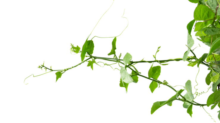 Vine Branch, Vine leaves on white background