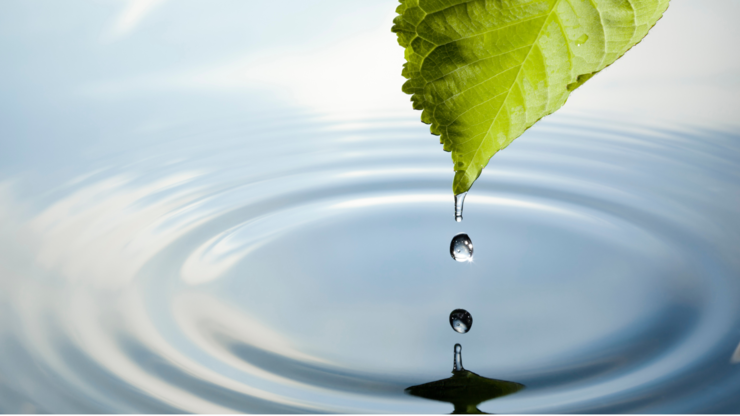 Leaf with water drop