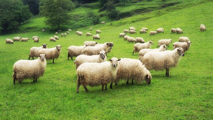 Picture of a flock of sheep on green grass