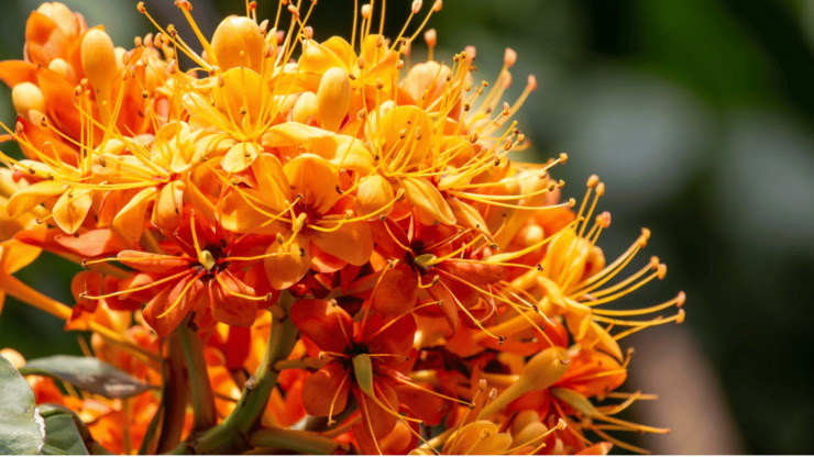 Close up image of a bunch of flowers, orange