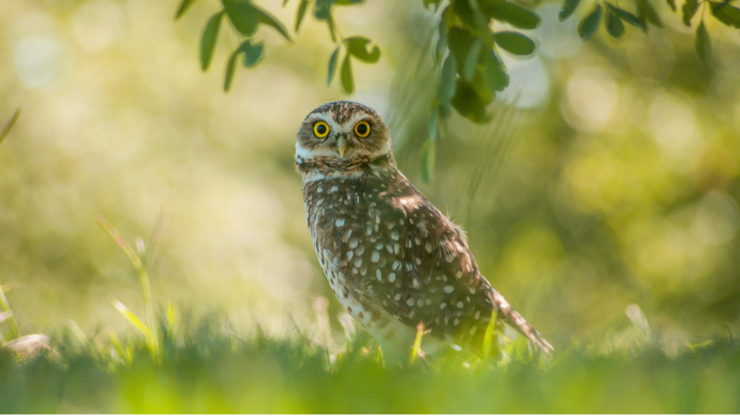 Brown Owl Standing on Grass