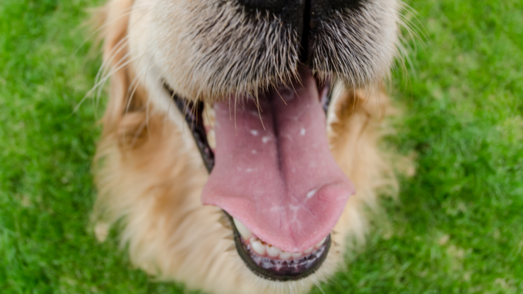 Close up of a golden retriever's nose in a fenced backyard