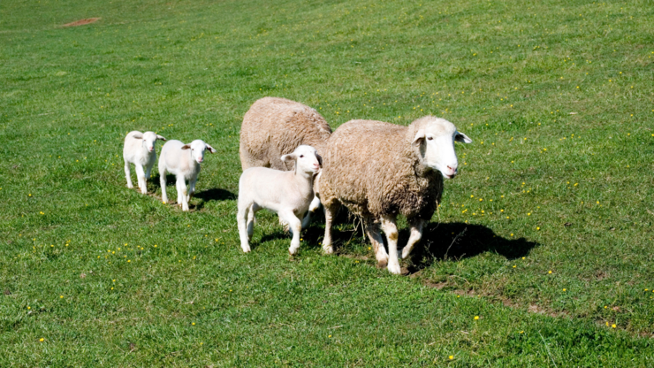 Baby sheep follow their mothers