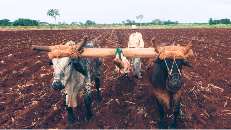 Two cows with yoke on their heads