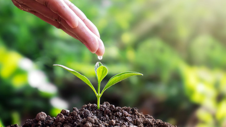 Seedlings on Soil and Hands