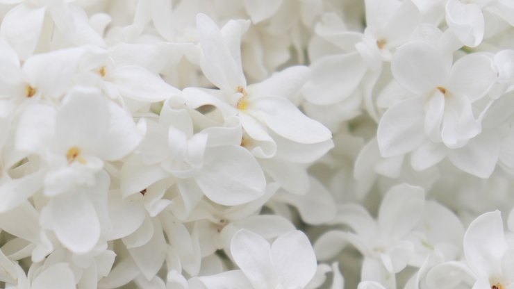 Lilac, White, Flowers, Spring, Bloom, Nature, Summer