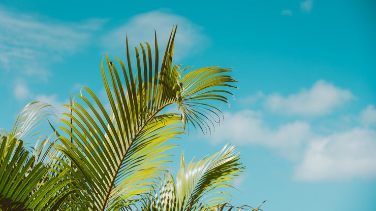 Close-Up Shot of Palm Leaves