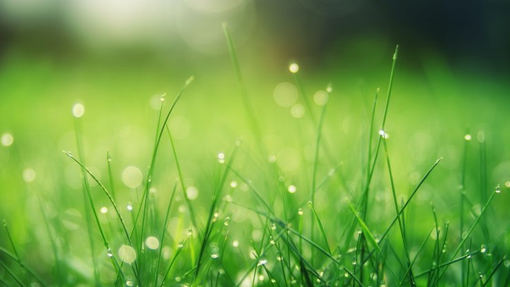 Closeup Photo of Green Grass Field