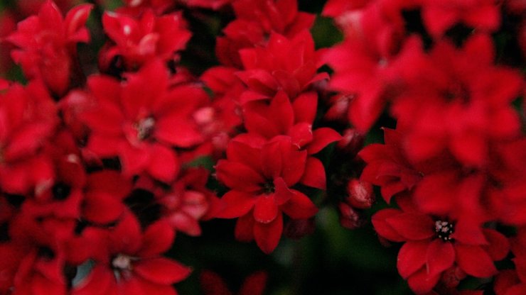 Red Petaled Flowers