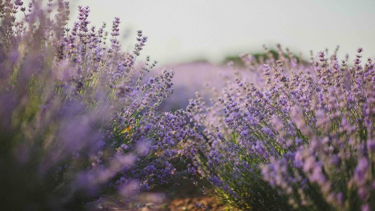 Purple Flower Field