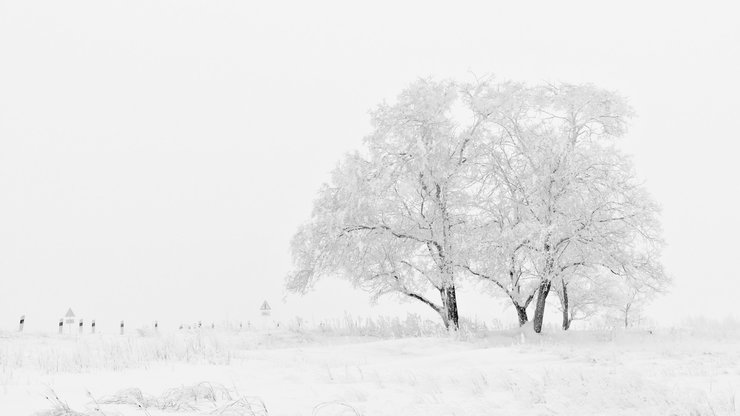 White and Black Tree Illustration