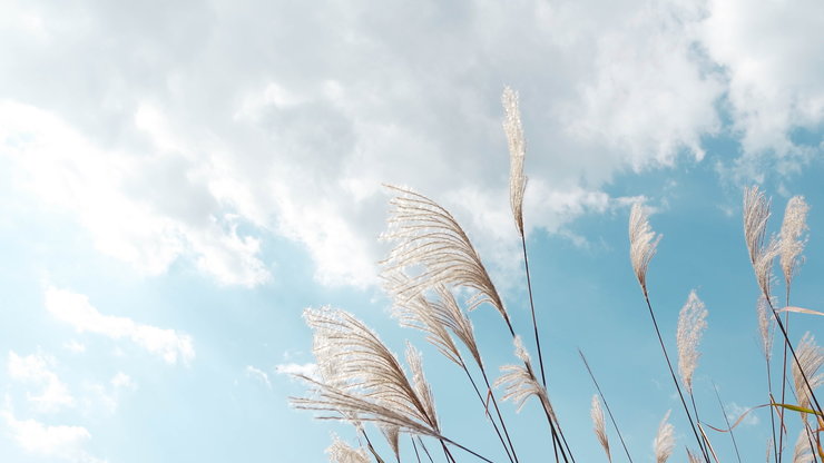 reed, sky, nature, cloud - sky