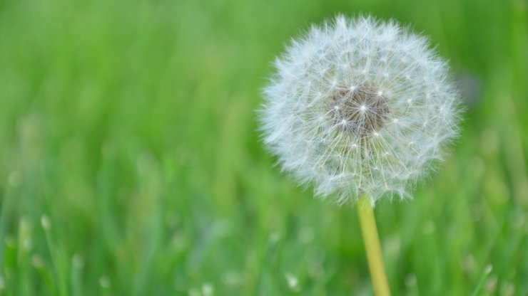 Dandelion White Green Grass Brochure Background Fliers Design